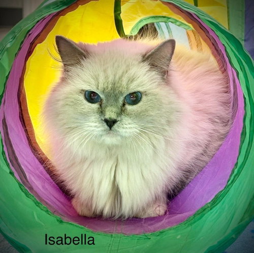 Isabella