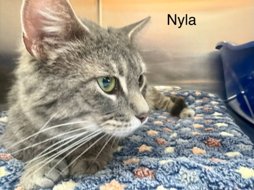 Nyla, an adoptable Domestic Short Hair in St. George, UT