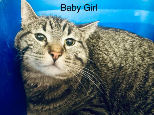Baby Girl, an adoptable Domestic Short Hair in St. George, UT