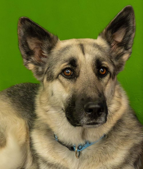 Luke, an adoptable Shepherd in St. George, UT