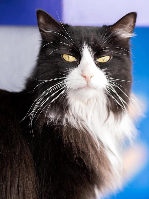 Fancy, an adoptable Tuxedo in St. George, UT