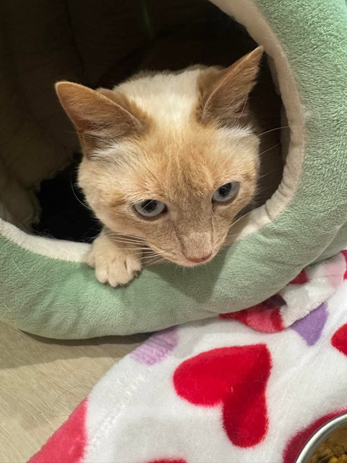 Marsha, an adoptable Domestic Short Hair in St. George, UT
