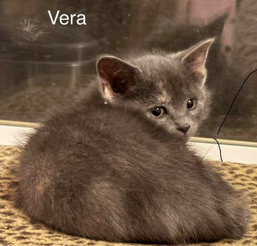 Vera, an adoptable Domestic Short Hair in St. George, UT
