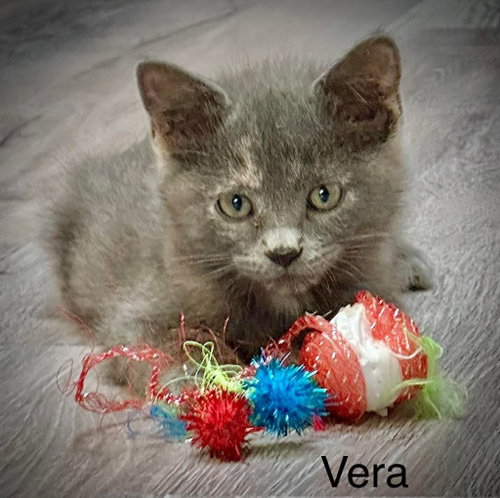 Vera, an adoptable Domestic Short Hair in St. George, UT