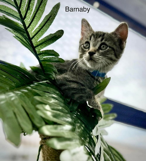 Barnaby
