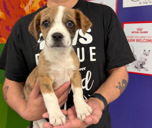 Hazel, an adoptable Pit Bull Terrier in St. George, UT