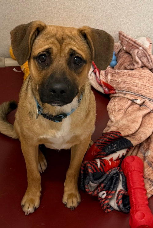 Luca, an adoptable Shepherd in St. George, UT