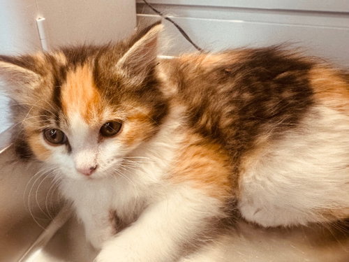 Pixie, an adoptable Domestic Medium Hair in St. George, UT
