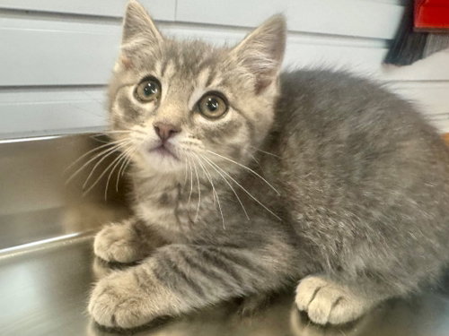 Fizz, an adoptable Domestic Short Hair in St. George, UT