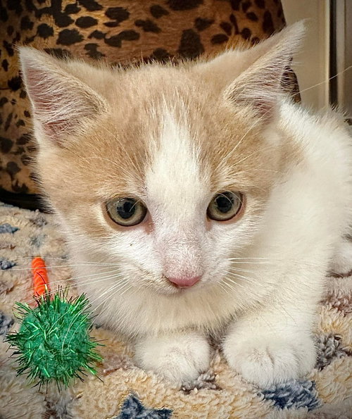 Biscuit Boo, an adoptable Domestic Short Hair in St. George, UT
