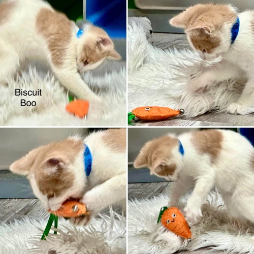 Biscuit Boo, Baby Domestic Short Hair / Mixed, cat for adoption in St. George, Utah