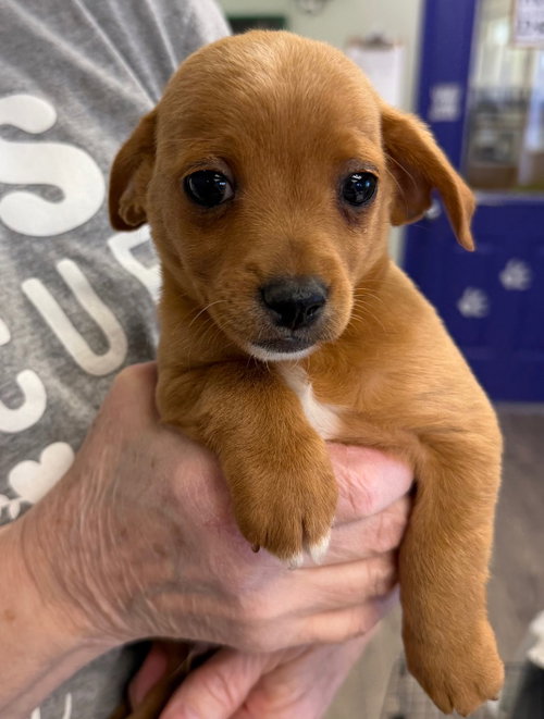 Button, an adoptable Cockapoo in St. George, UT