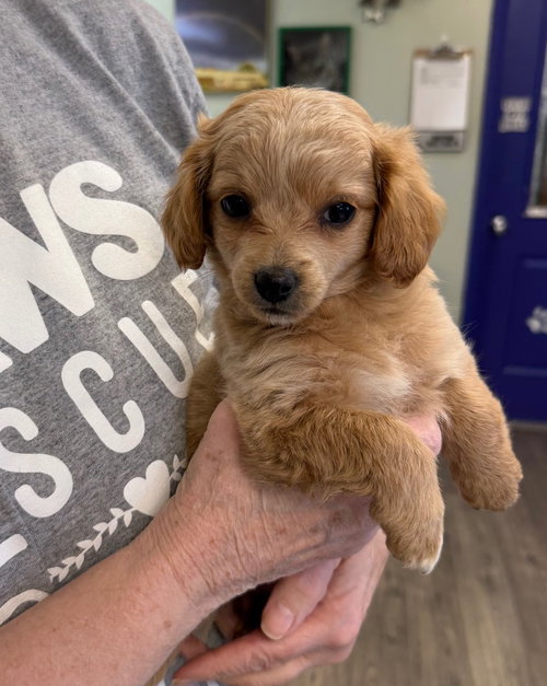 Muffin, an adoptable Cockapoo in St. George, UT