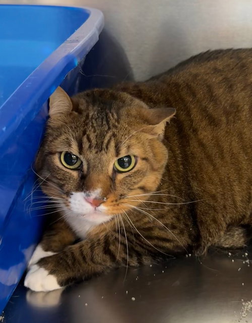 Chip, an adoptable Domestic Short Hair in St. George, UT