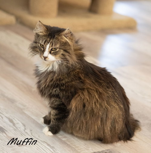 Muffin 3, an adoptable Tabby in St. George, UT