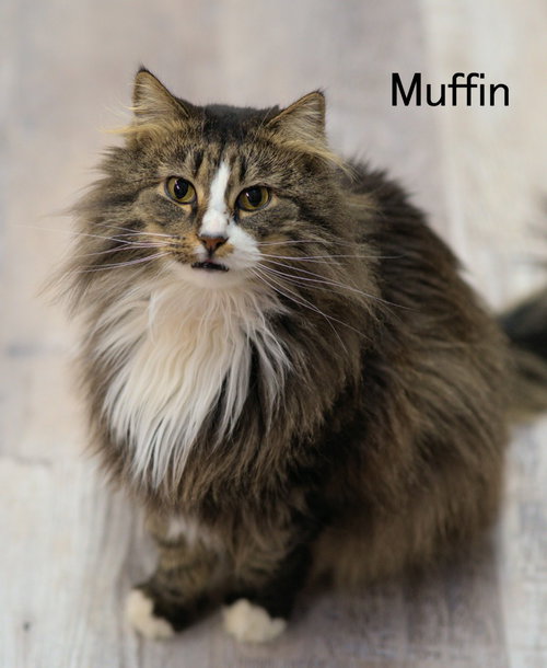 Photo 2 of Muffin 3