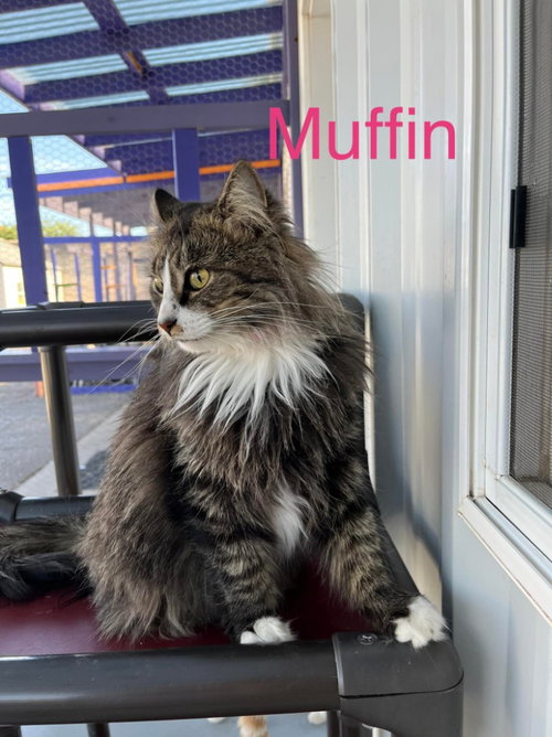 Photo 3 of Muffin 3