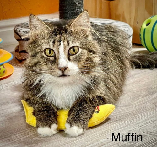 Photo 4 of Muffin 3