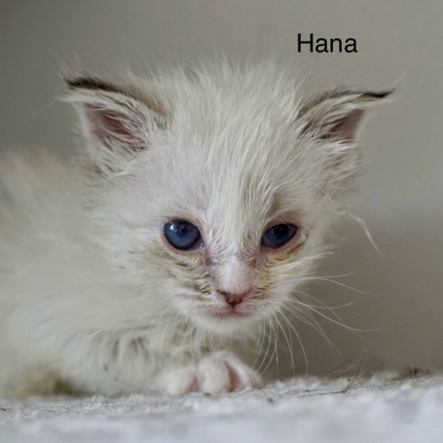 Hana, an adoptable Domestic Short Hair in St. George, UT