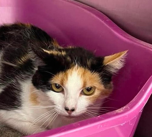 Florence, an adoptable Domestic Short Hair in St. George, UT