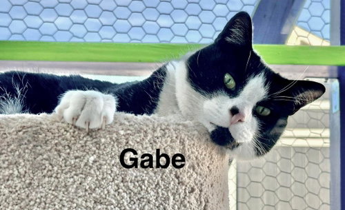 Photo 2 of Gabe