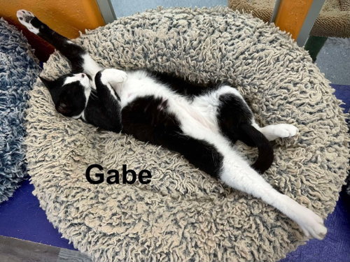 Photo 3 of Gabe