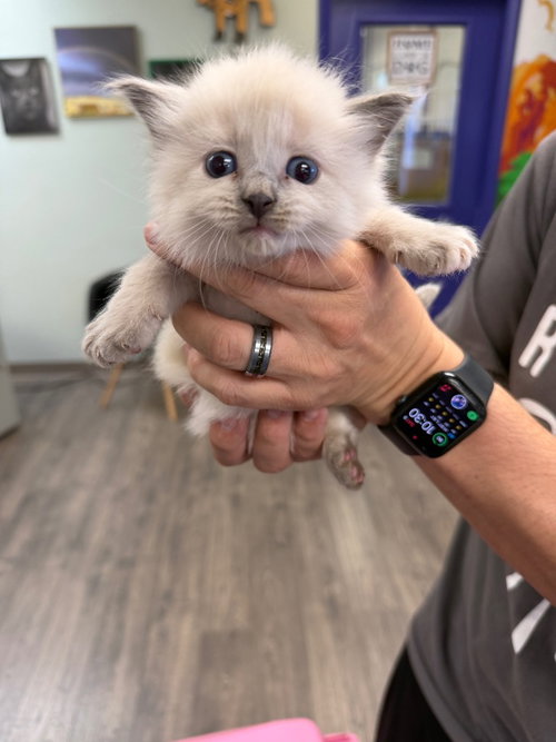 Mirin, an adoptable Siamese in St. George, UT
