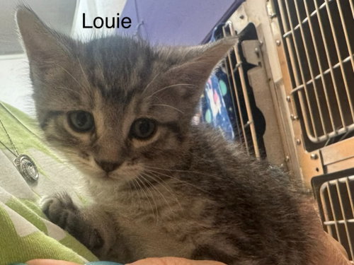 Louie