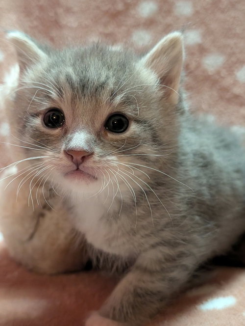 Lucky, an adoptable Tabby in St. George, UT