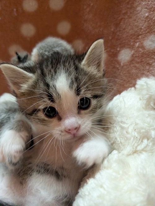 Clover, an adoptable Tabby in St. George, UT