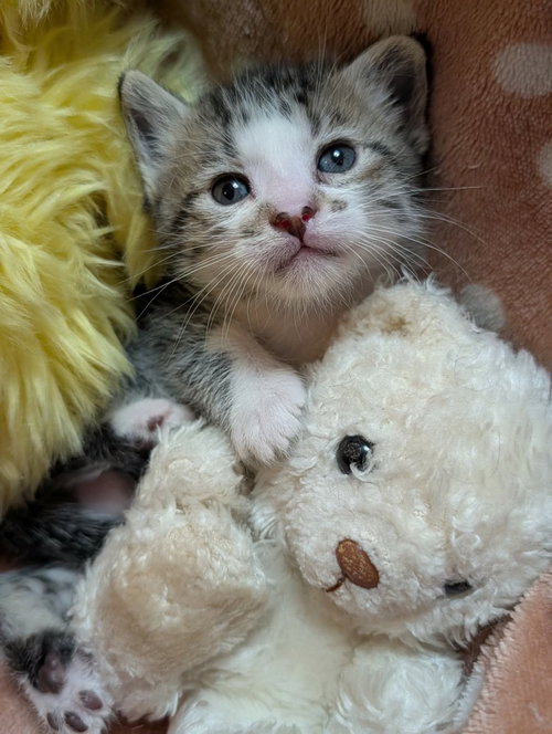 Shamrock, an adoptable Tabby in St. George, UT
