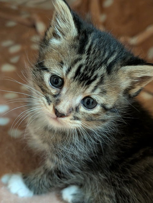 Maewyn, an adoptable Tabby in St. George, UT