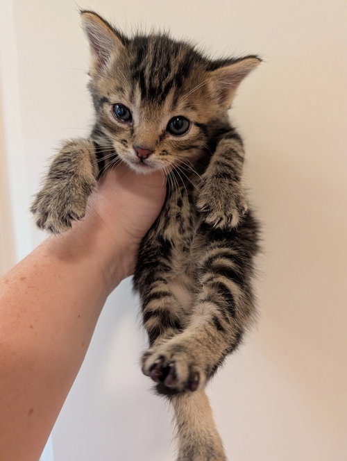 Simon