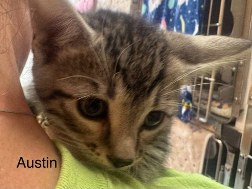 Austin