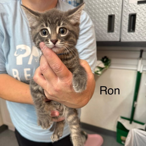Ron
