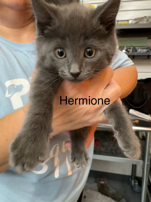 Hermione