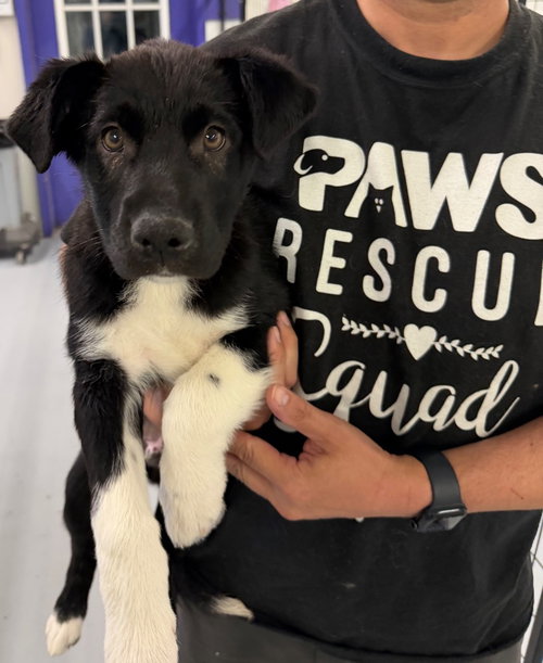Jessie, an adoptable Shepherd in St. George, UT