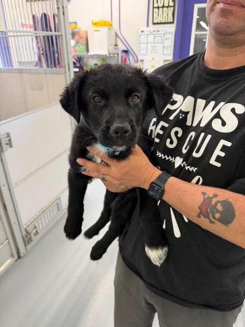 Walter, an adoptable Shepherd in St. George, UT