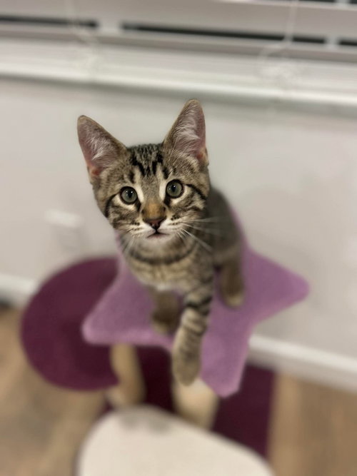 Pepper