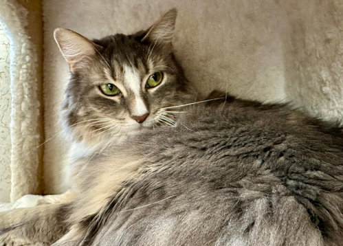 Eche, Adult Domestic Short Hair / Mixed, cat for adoption in St. George, Utah