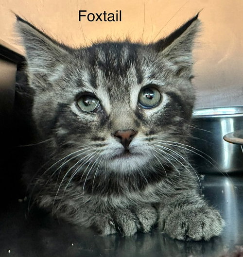 Foxtail