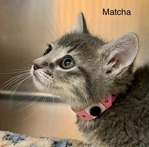 Matcha