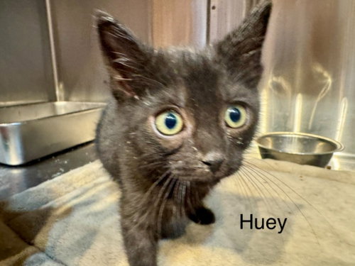 Huey