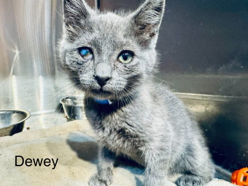 Dewey