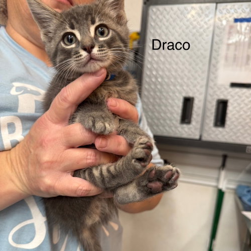 Draco