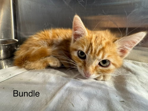Bundle