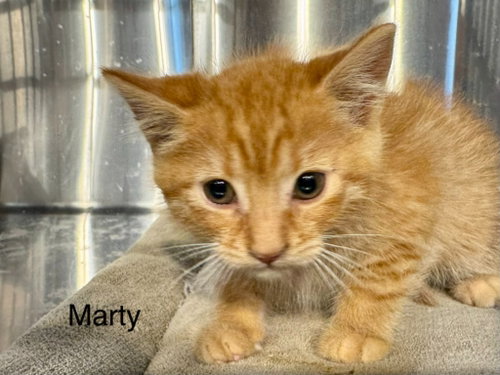 Marty