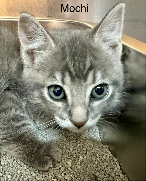 Mochi
