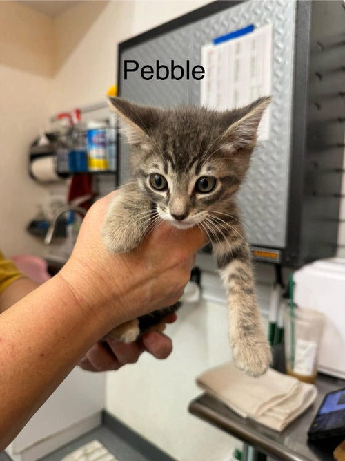 Pebbles