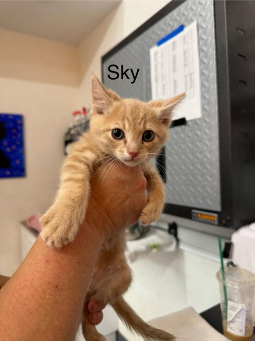 Sky